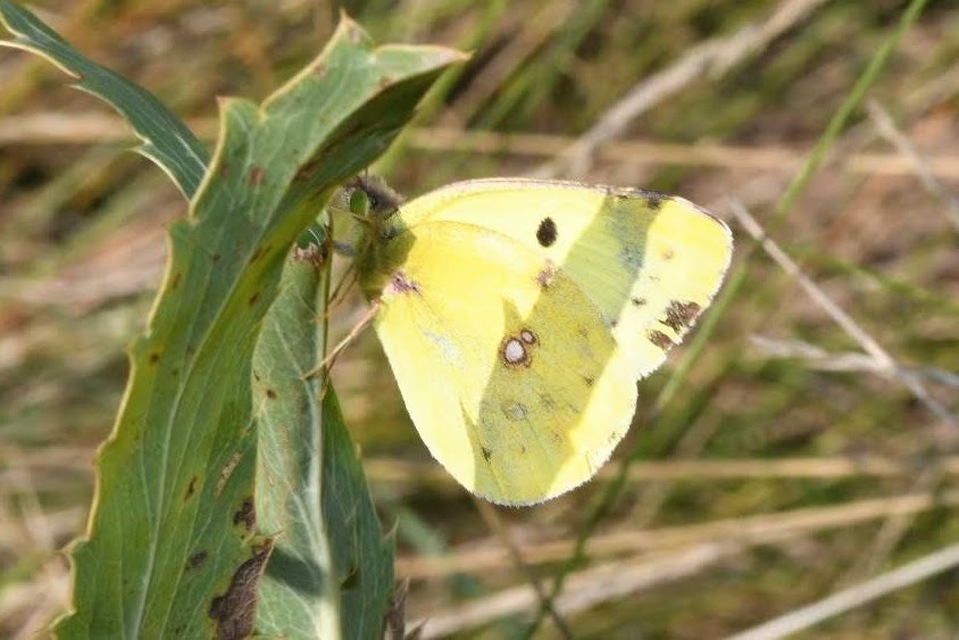 Colias alfacariensis - déli kéneslepke