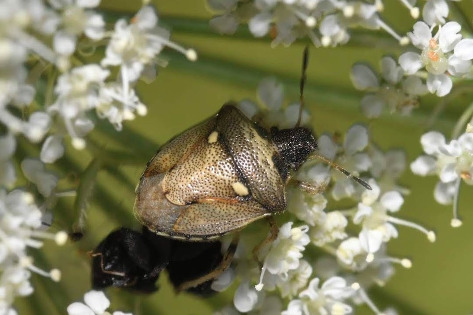 Eysarcoris aeneus - fémes feketefejű-poloska Eysarcoris aeneus - fémes feketefejű-poloska