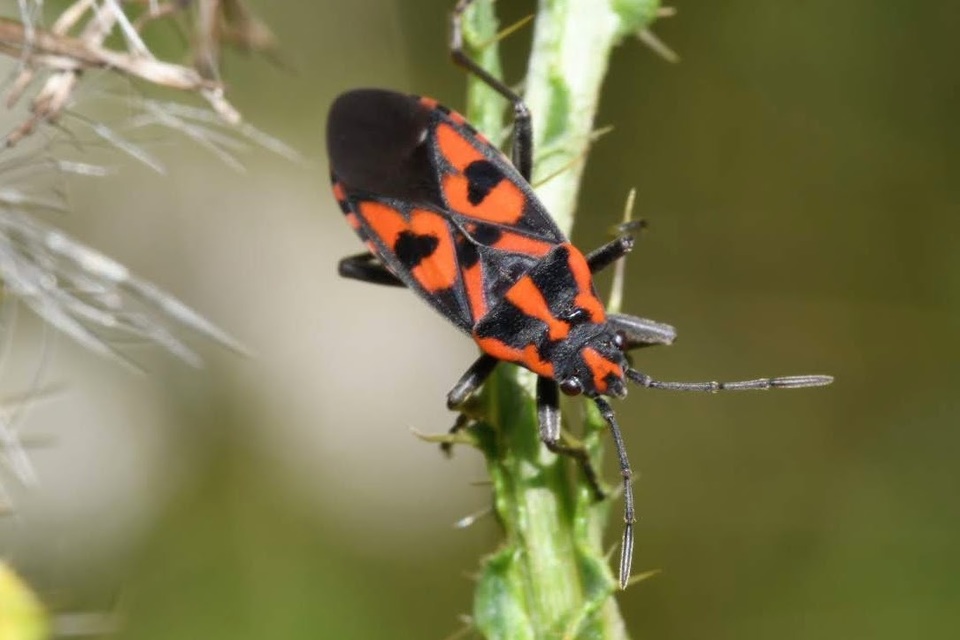 Spilostethus saxatilis - virágbodobács