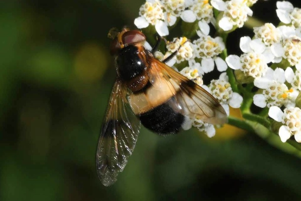 Volucella pellucens - üvegpotrohú pihelégy