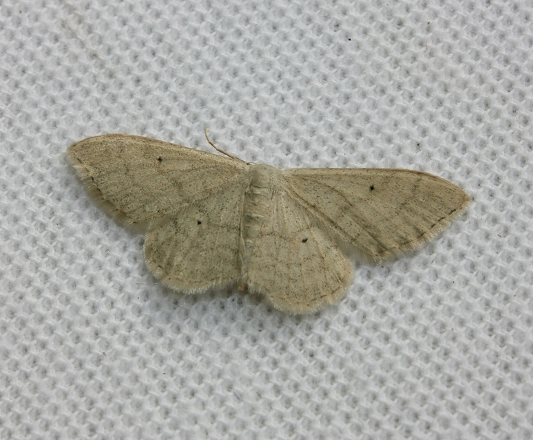 Idaea deversaria - egyszínű sávosaraszoló