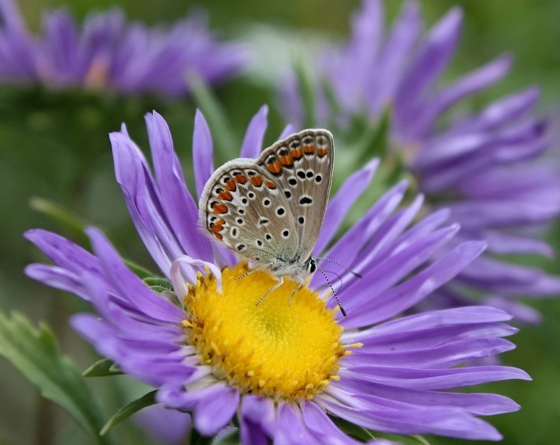 Polyommatus icarus - közönséges boglárka