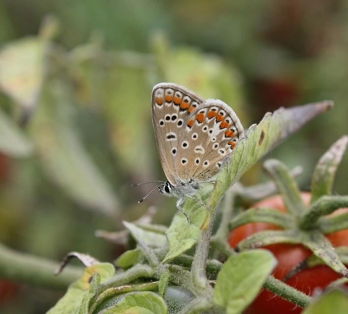 Polyommatus icarus - közönséges boglárka
