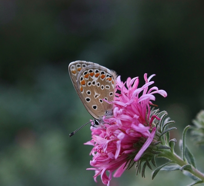 Polyommatus icarus - közönséges boglárka