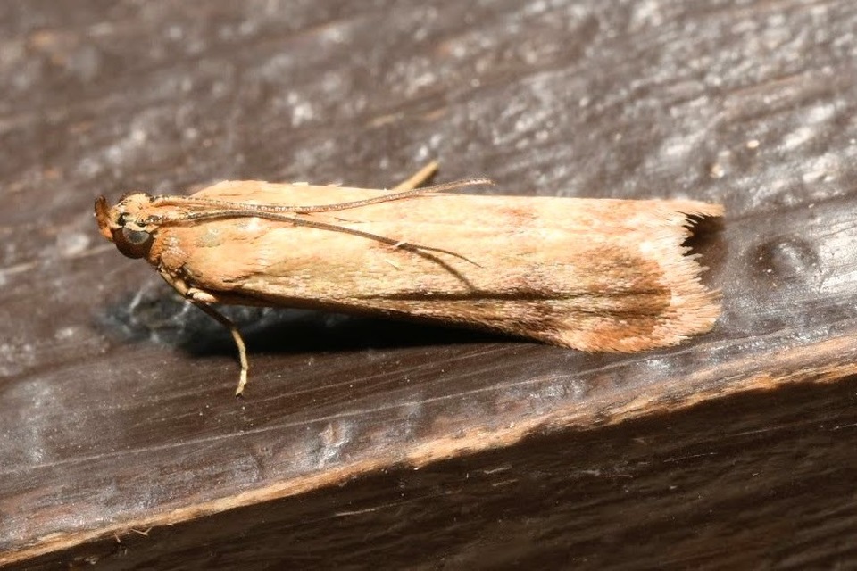 Homoeosoma sinuella - agyagsárga karcsúmoly