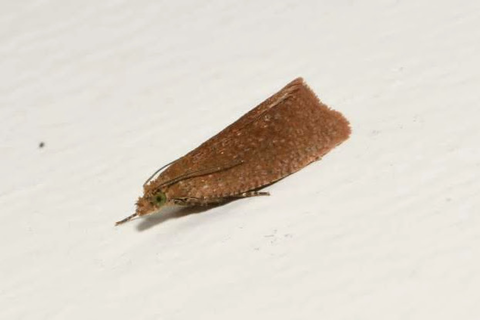 Celypha rufana - ürömfúró tükrösmoly