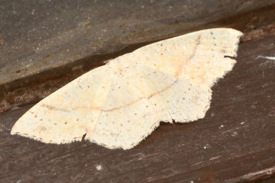 Cyclophora punctaria - sávos pettyesaraszoló