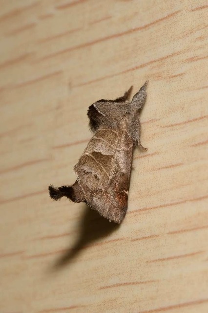 Clostera pigra - apró levélszövő