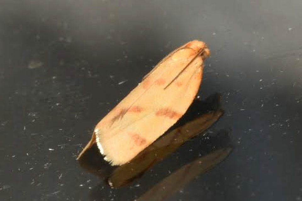 Clepsis pallidana - aranysárga sodrómoly