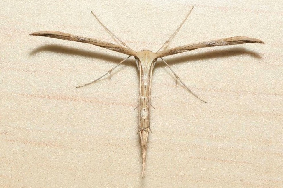 Emmelina monodactyla/argoteles