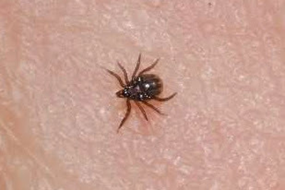 Ixodes ricinus - közönséges kullancs