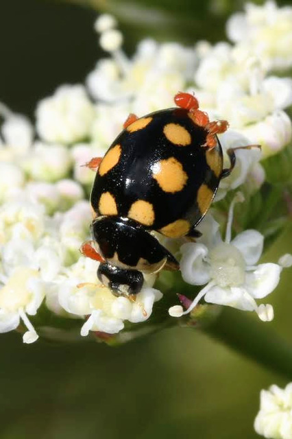 Coccinula quatuordecimpustulata - feketesárga katóka