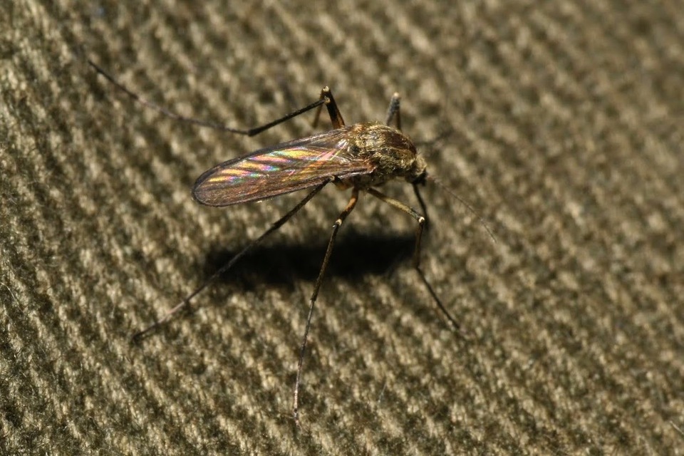 Culicidae - csípőszúnyogok