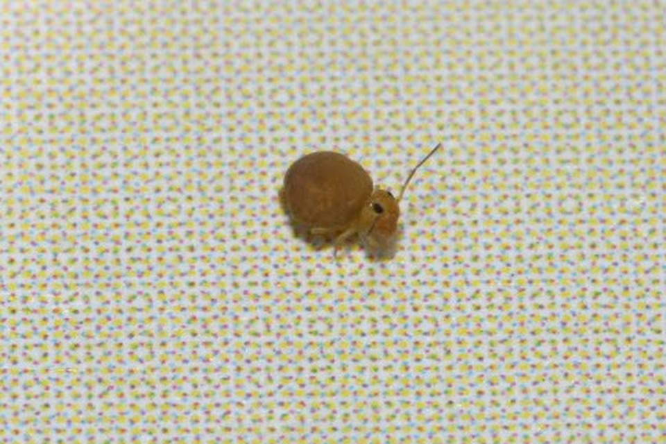 Sminthurinus aureus
