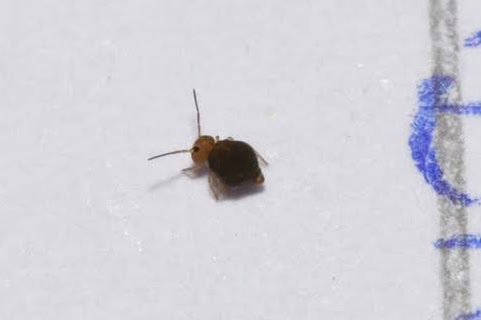 Sminthurinus aureus