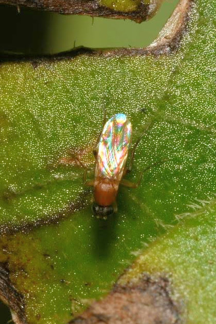 Phoridae - púposlégyfélék