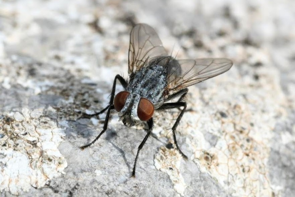 Sarcophagidae - húslégyfélék