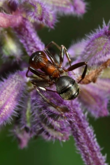 Formica rufibarbis - vörös rabszolgahangya