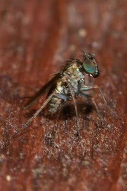 Medetera