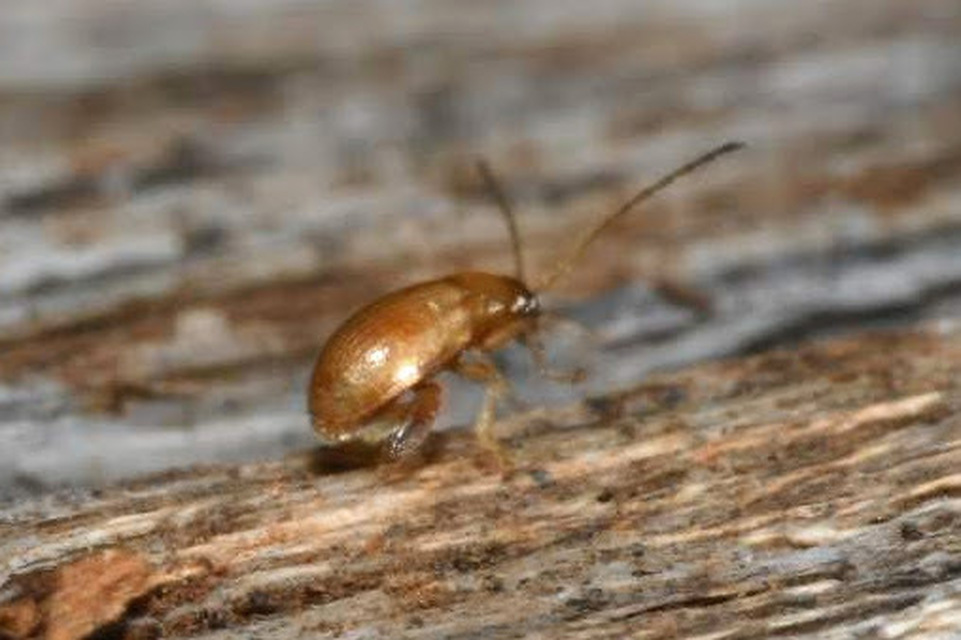 Longitarsus