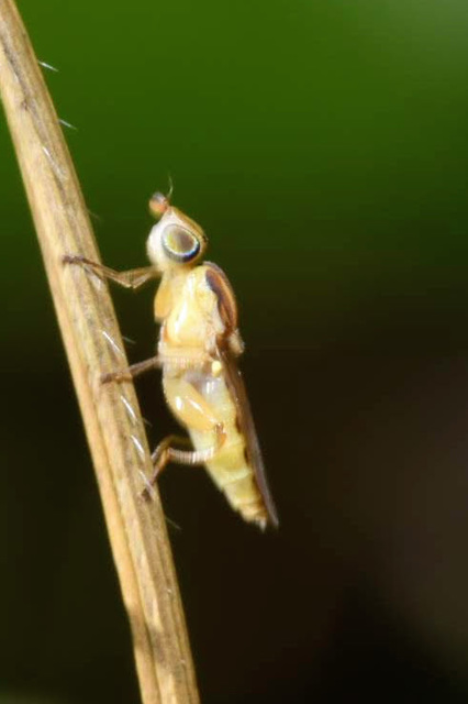 Meromyza