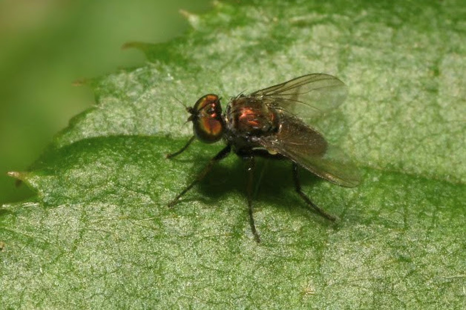 Chrysotus