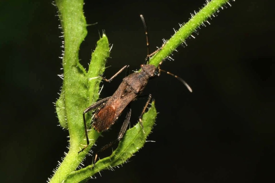 Alydus calcaratus - szőrös tövispoloska