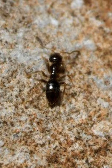Plagiolepis tauricus