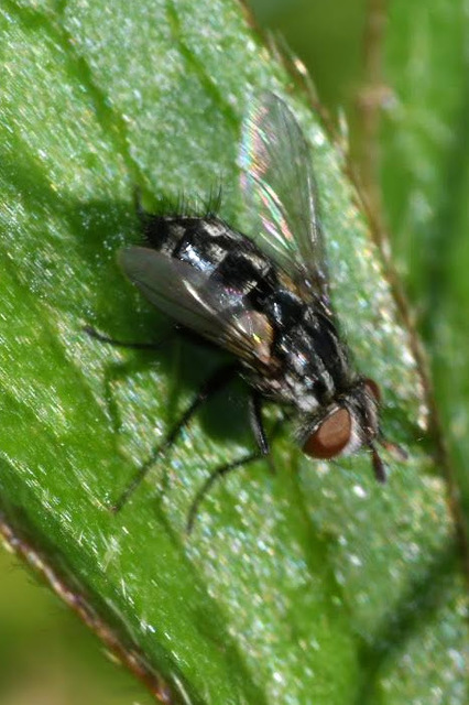 Nemorilla