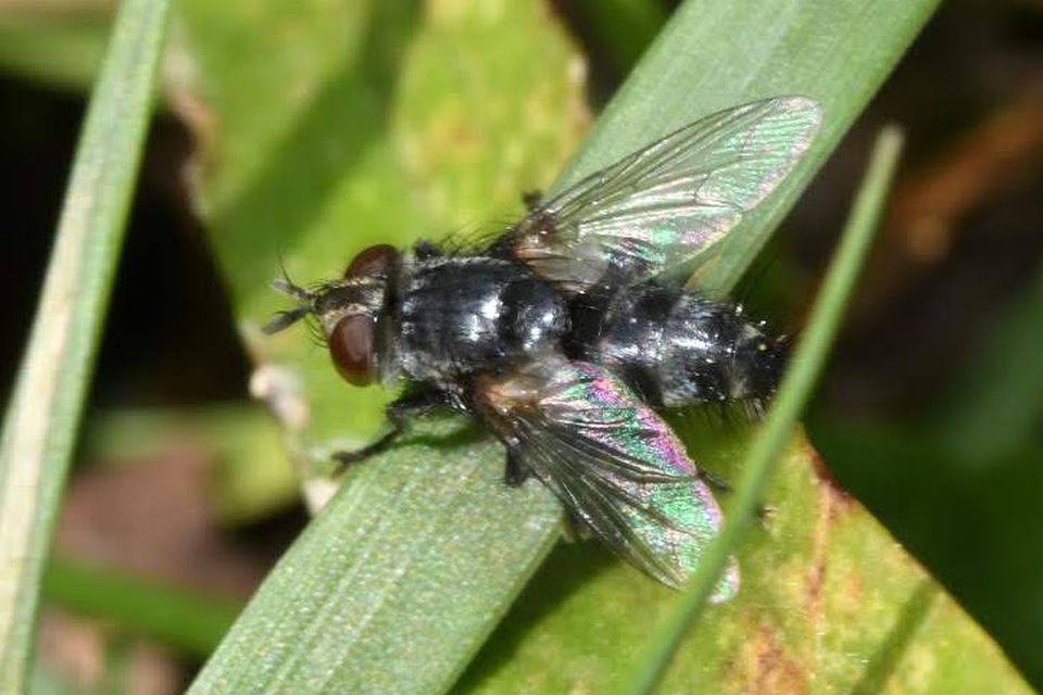 Exorista rustica