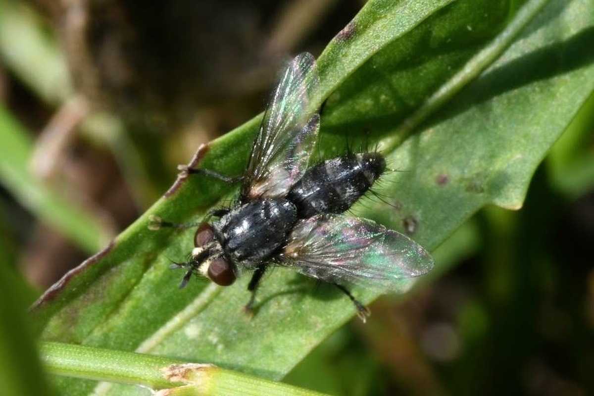 Exorista rustica