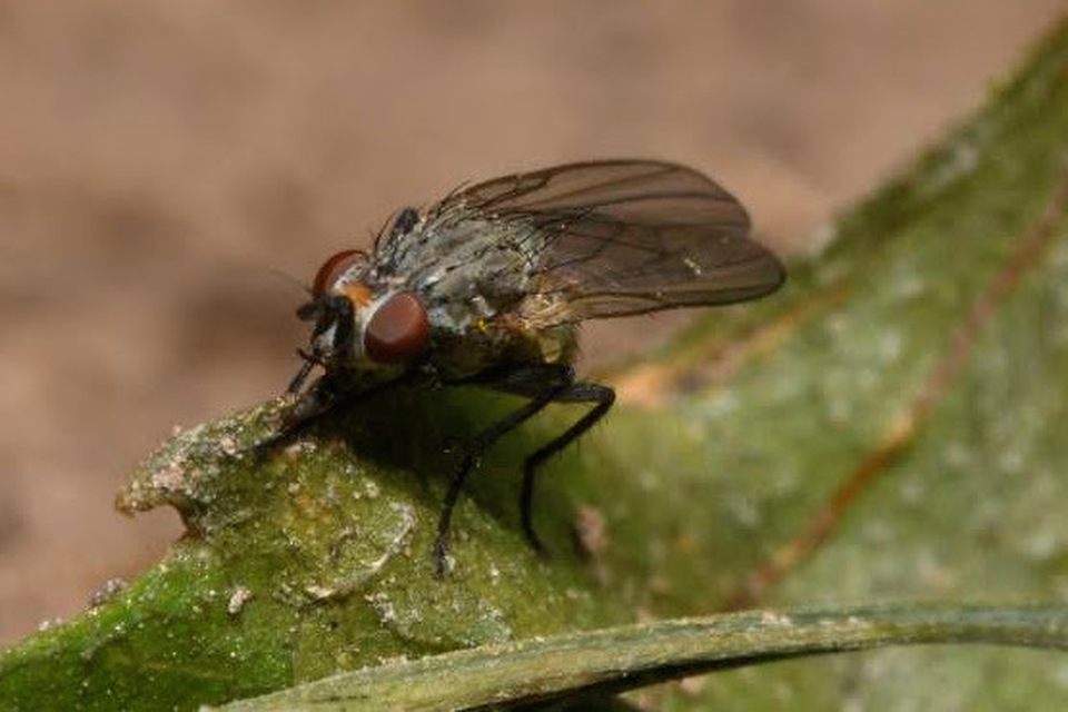 Anthomyiidae - viráglegyek