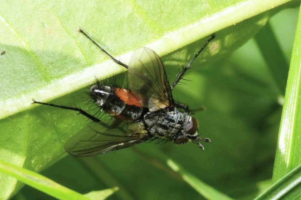 Eriothrix rufomaculatus