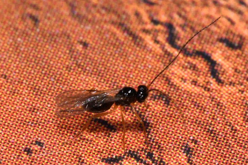 Braconidae - gyilkosfürkészek