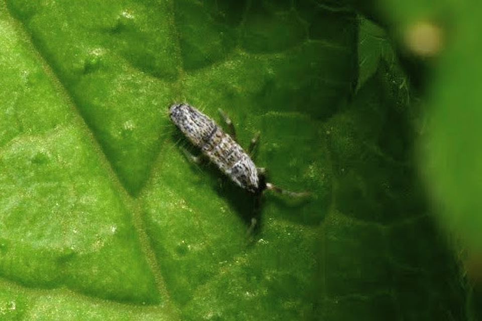 Entomobryidae