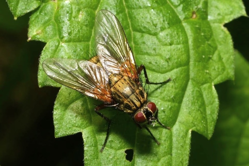 Phaonia angelicae