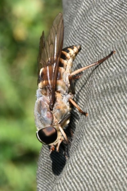 Tabanus sudeticus