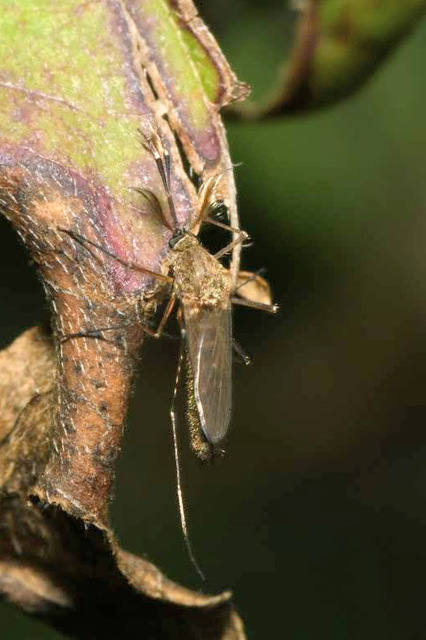 Culicidae - csípőszúnyogok