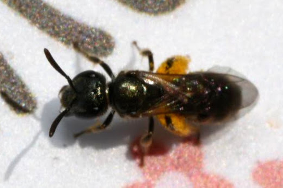 Halictus