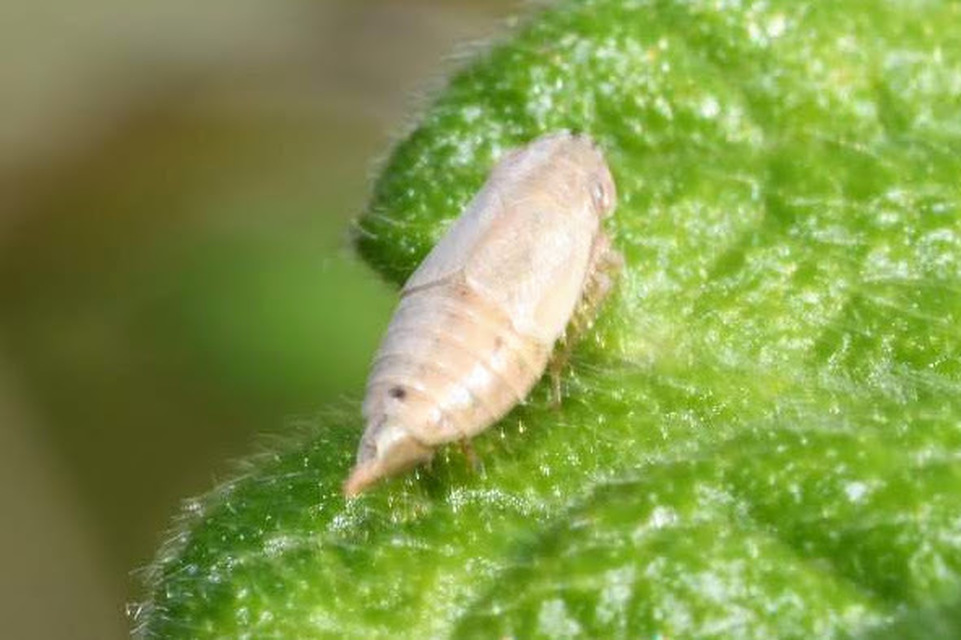 Doratura stylata