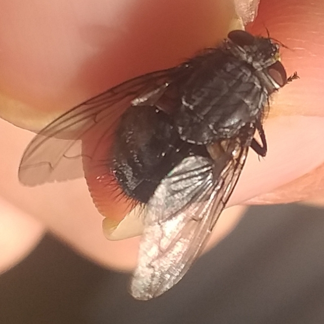 Calliphora