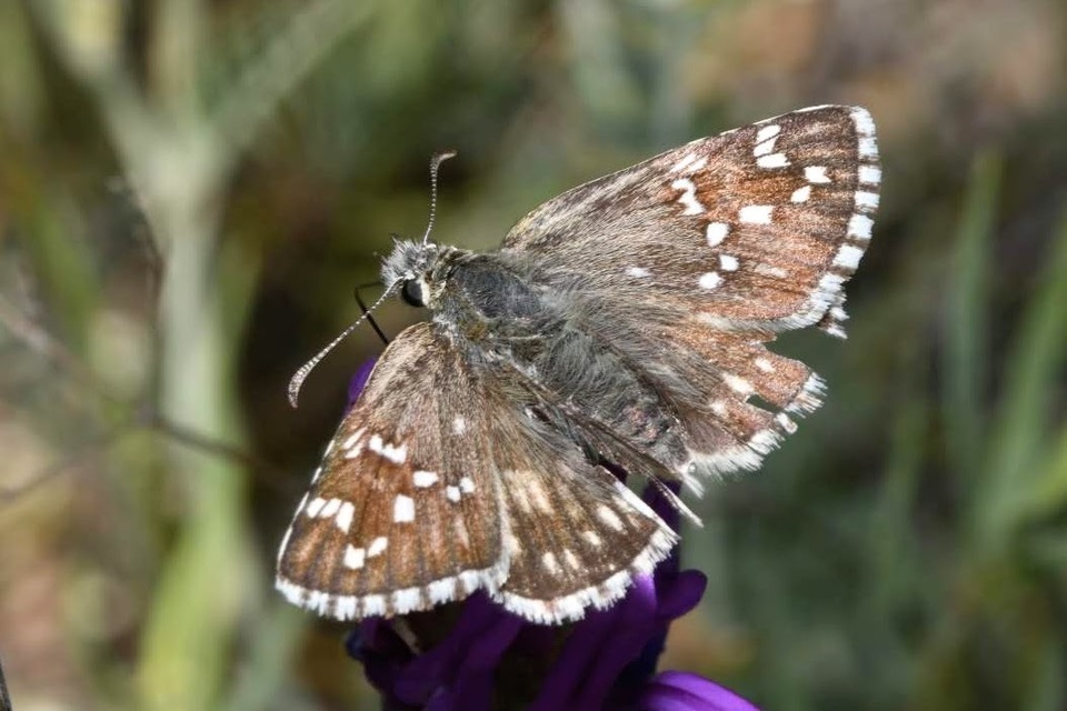 Pyrgus carthami - nagy busalepke