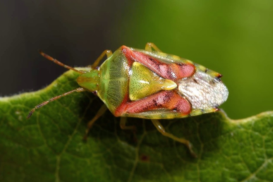 Cyphostethus tristriatus - boróka-dajkapoloska Cyphostethus tristriatus - boróka-dajkapoloska