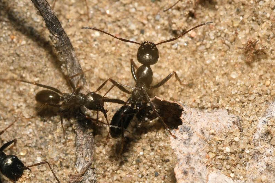 Cataglyphis aenescens - fekete fürgehangya