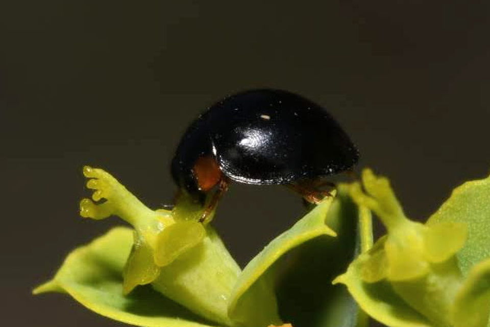 Parexochomus nigromaculatus - egyszínű szerecsenkata