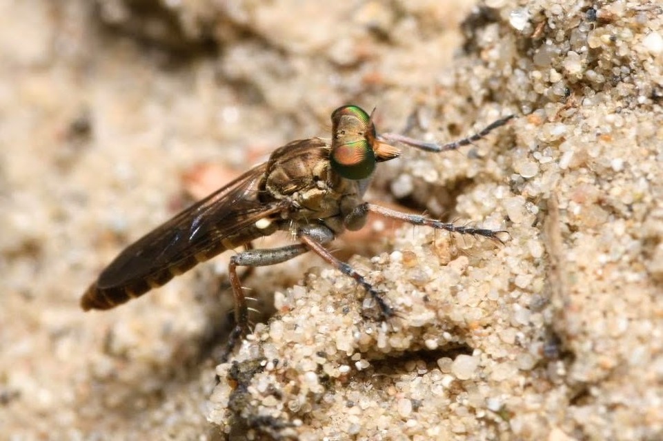 Stichopogon scaliger