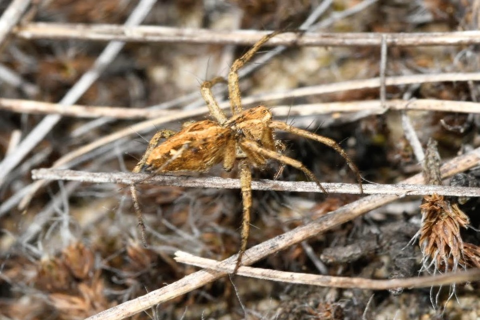 Oxyopes heterophthalmus - homoki hiúzpók