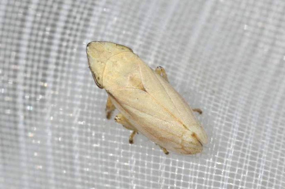 Neophilaenus
