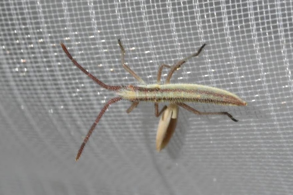 Chorosoma