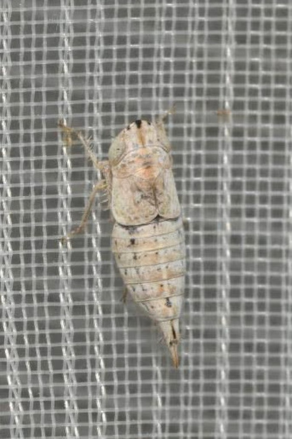 Doratura